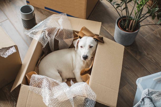 pet-relocation img