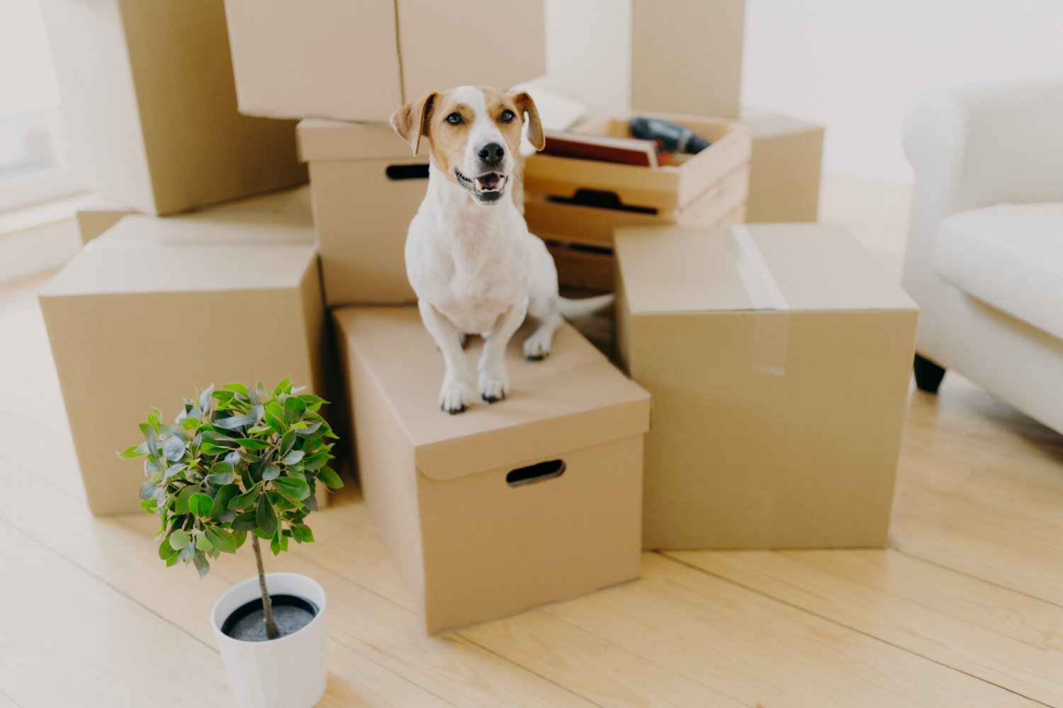 pet-relocation img