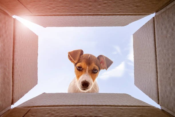 pet-relocation img
